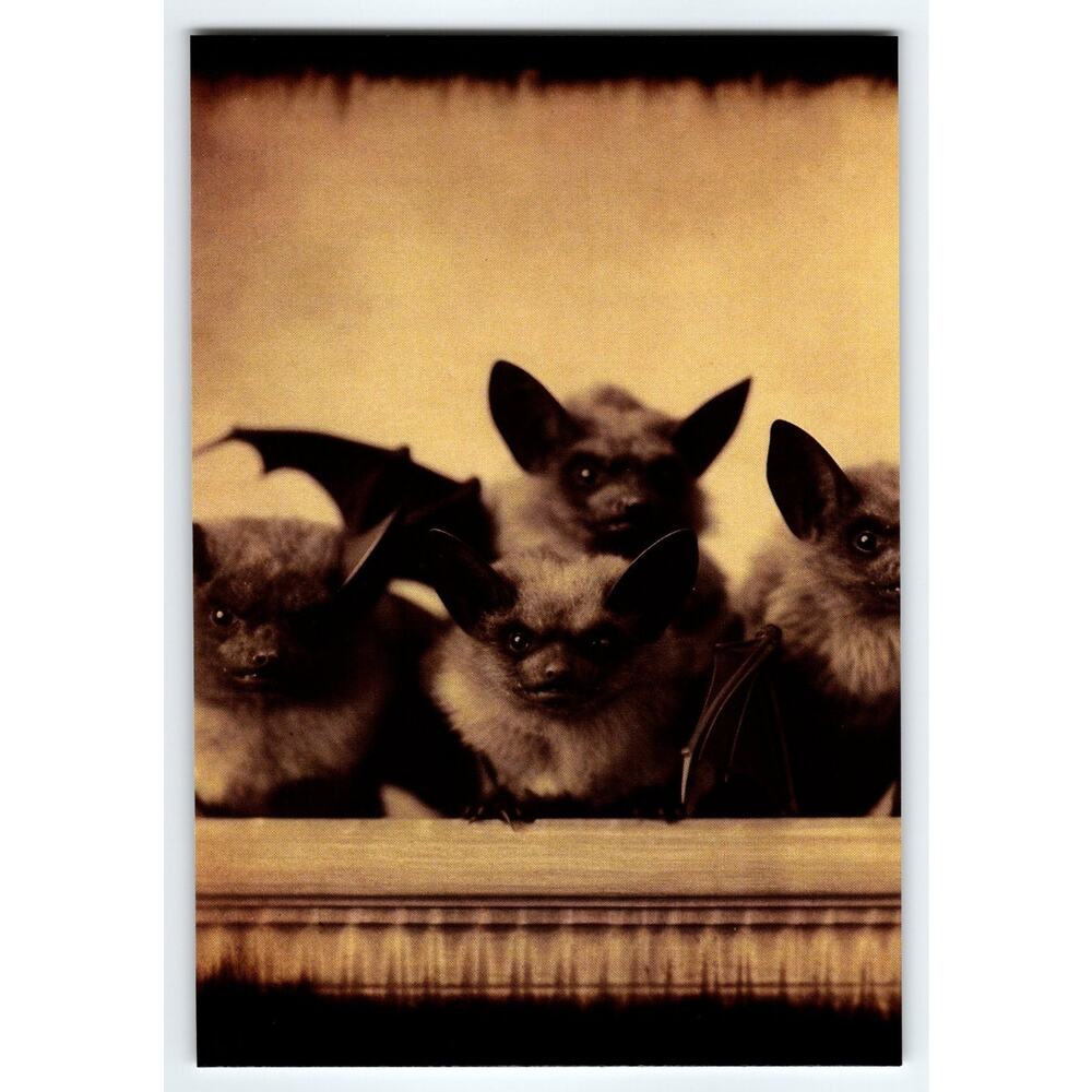 Halloween 4x6 Glossy Photo of Bats Cute Spooky Animal Decor